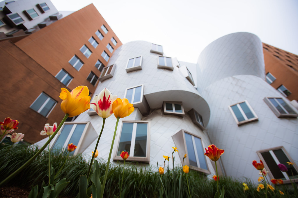 Tulips bloom in front of the MIT Stata building.
