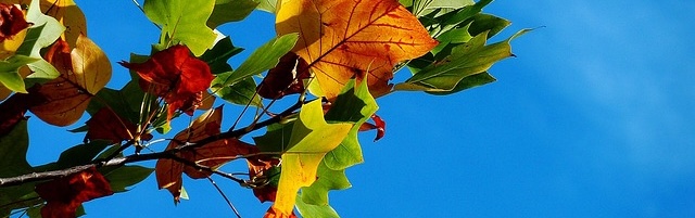 A tree branch with brilliant green, orange and red leaves against a bright blue sky